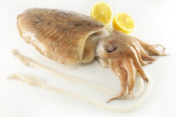 svjeza-sipa.jpg